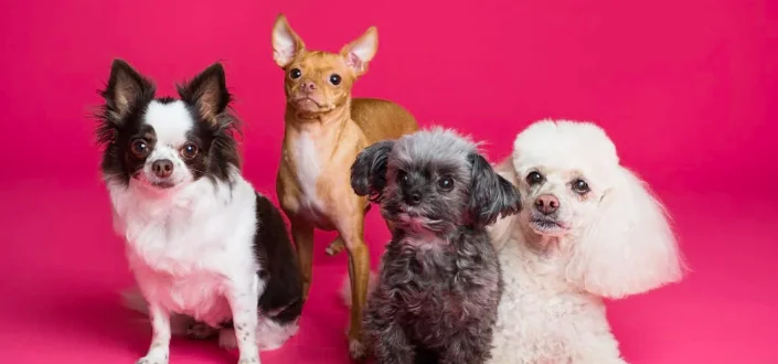 Il cane più brutto del mondo